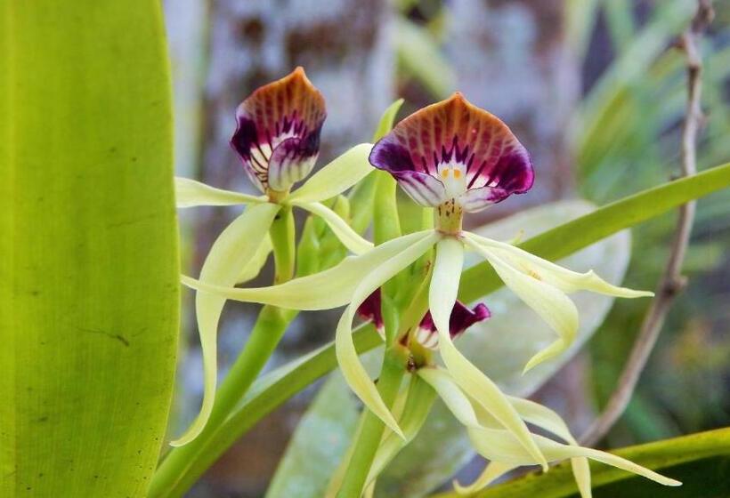 Отель Mariposa Jungle Lodge