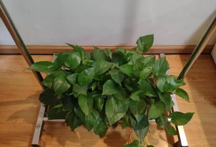 ホテル 7 Days Inn