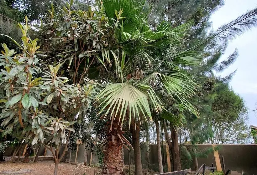 هتل Palm Airport Suites