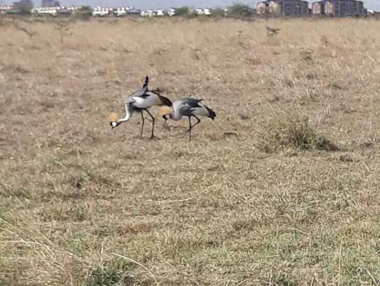 هتل Palm Airport Suites