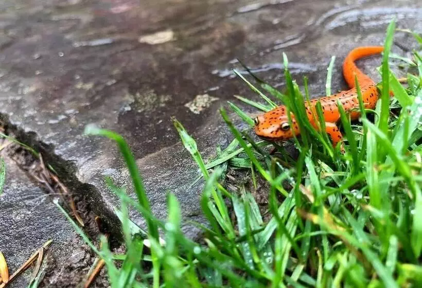 Laurel River Club Bed & Breakfast Or Lrcbnb