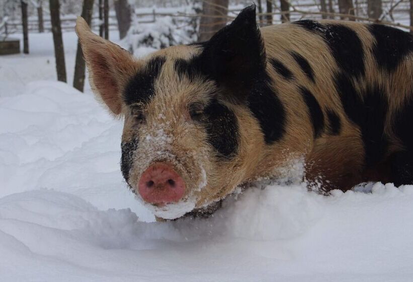 Laurel River Club Bed & Breakfast Or Lrcbnb