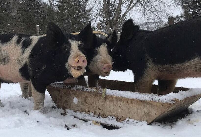 Laurel River Club Bed & Breakfast Or Lrcbnb