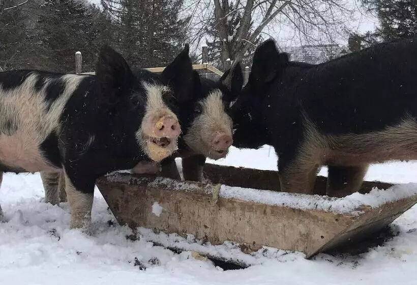 Laurel River Club Bed & Breakfast Or Lrcbnb