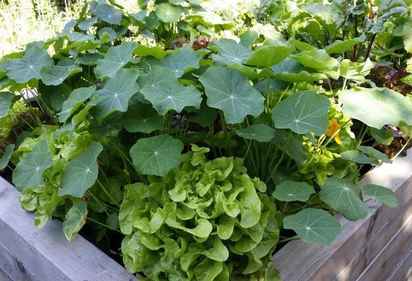 Donauwirt   Hotel Garni