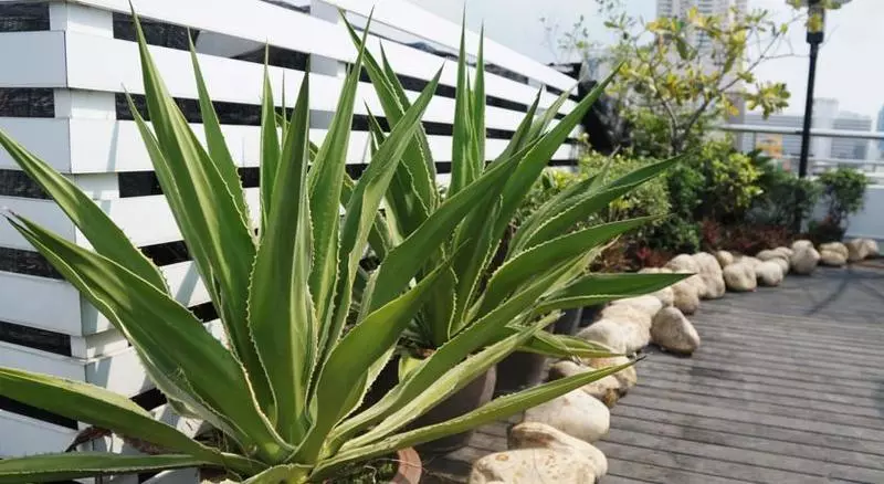 هتل Icheck Inn Mayfair Pratunam