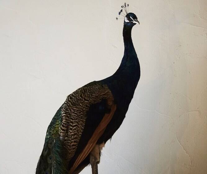 هتل Chambre D Amis By Alix