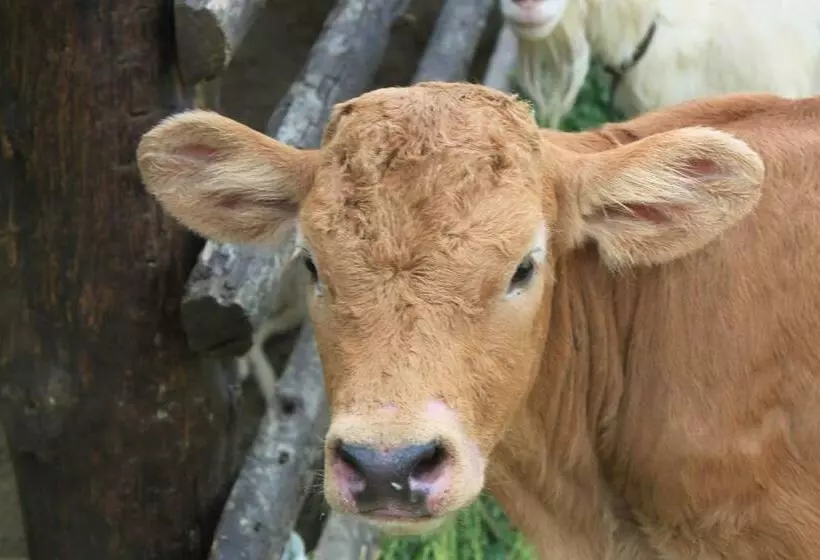 Majatalo Penzion Javorina