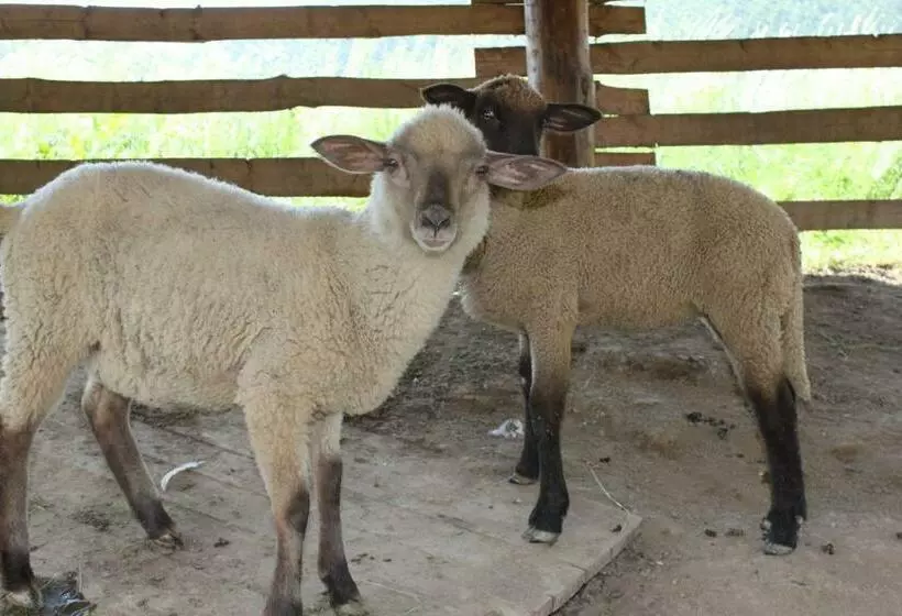 Majatalo Penzion Javorina