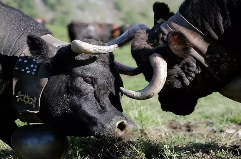 酒店 Grand Hôtel & Kurhaus