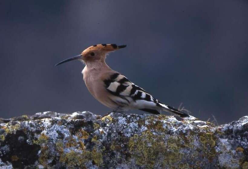 فندق San Ramón Del Somontano