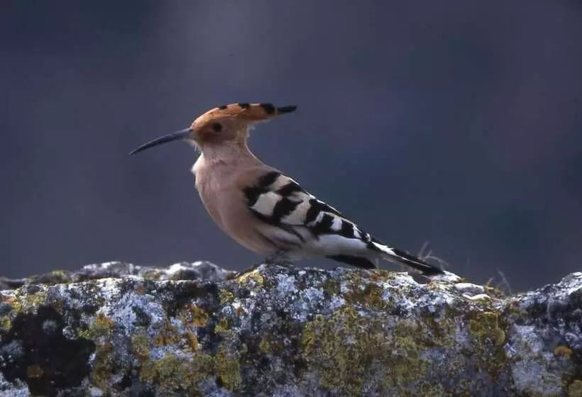 ホテル San Ramón Del Somontano