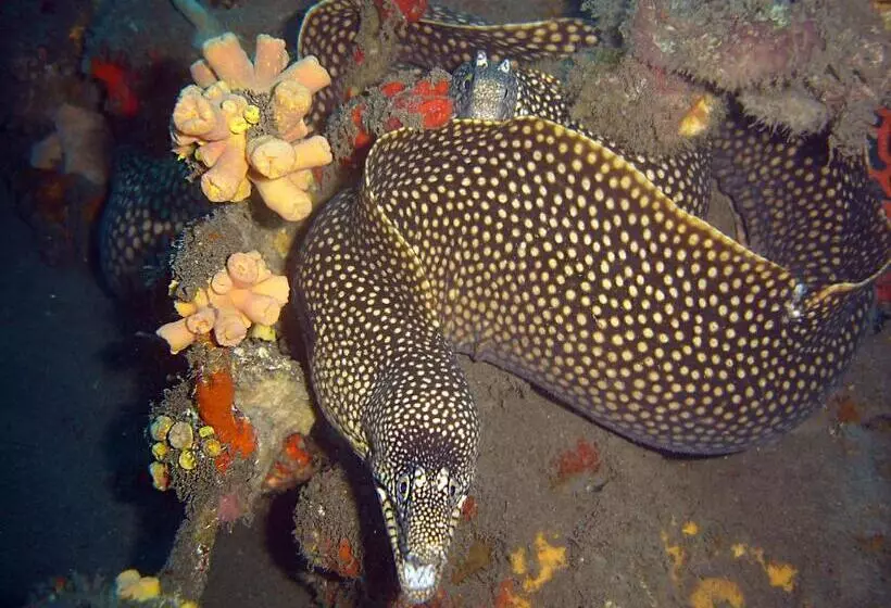 Club Santana Beach & Resort