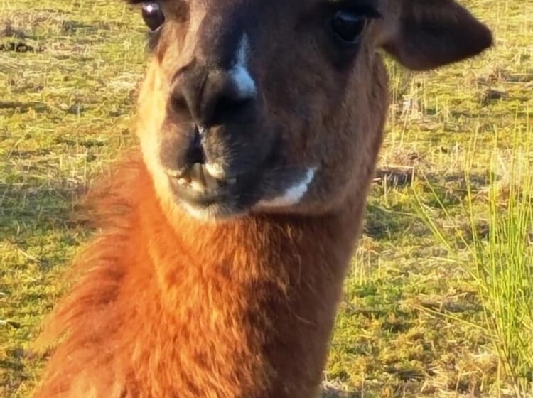 Пансион La Borieta