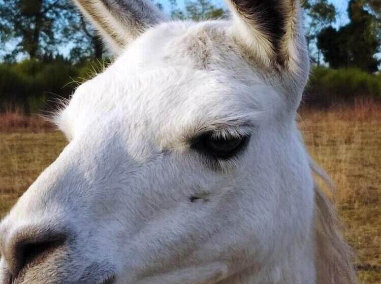 Пансион La Borieta