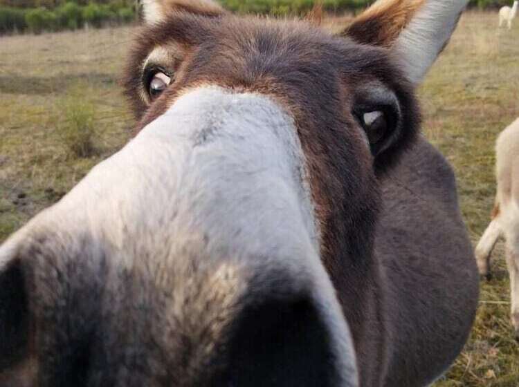 Пансион La Borieta