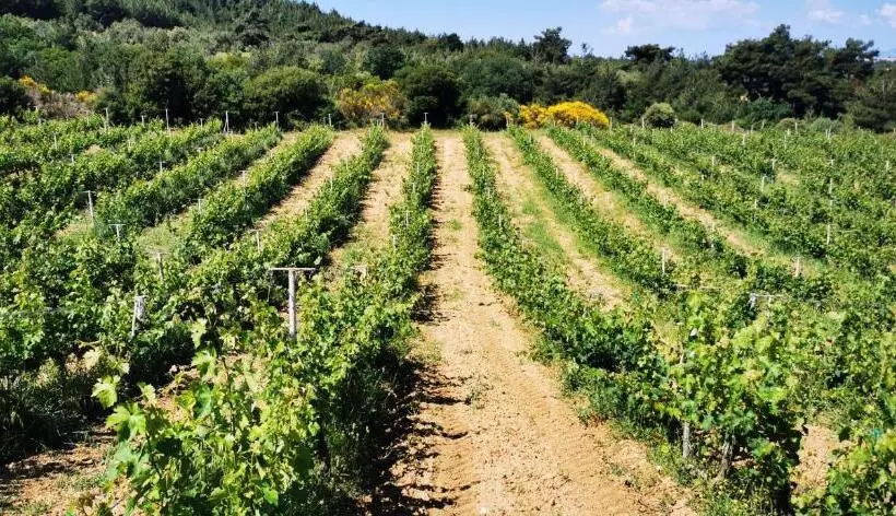 ホテル Bengodi Boutique