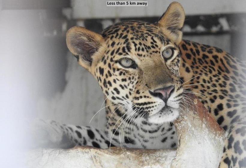 Hotel Oyo 80384  Shri Krishna