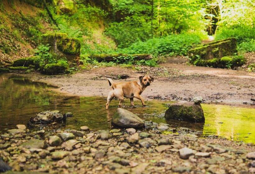 Отель Schwarzwald Panorama