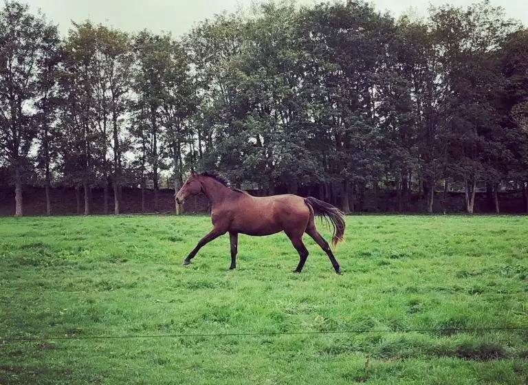 ベッドアンドブレックファースト La Ferme Au Colombier