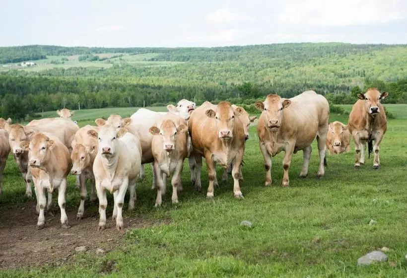 Aamiaismajoitus (B&B) Ranch St Hubert