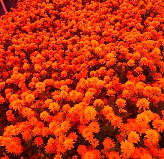 Petit Hotel Kurumi To Milk