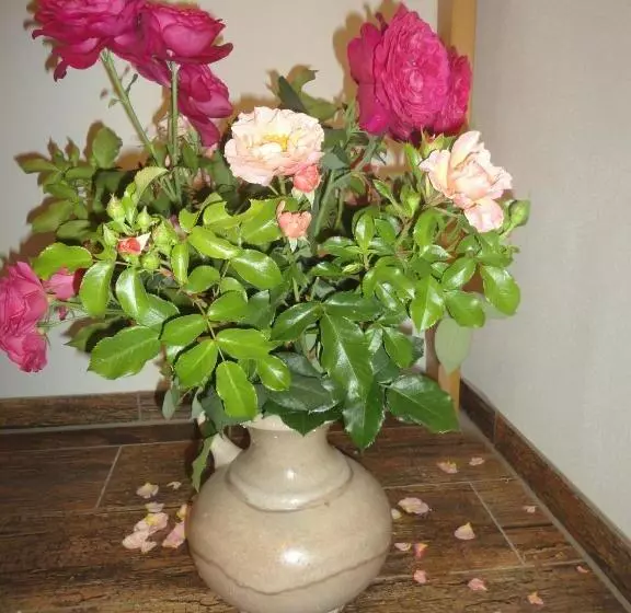 Majatalo Balancehaus Kohren Sahlis, Dein Kurhaus In Sachsen