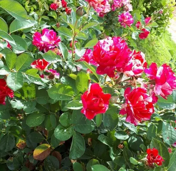 Majatalo Magdolna Vendégház Magánszálláshely