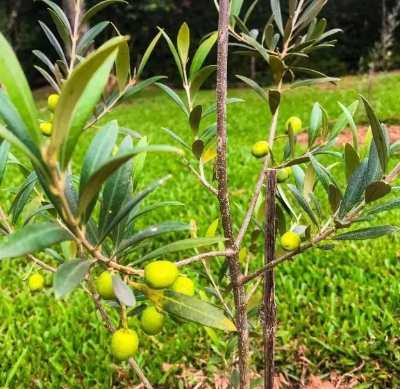 ペンション Pousada Maria Da Fé