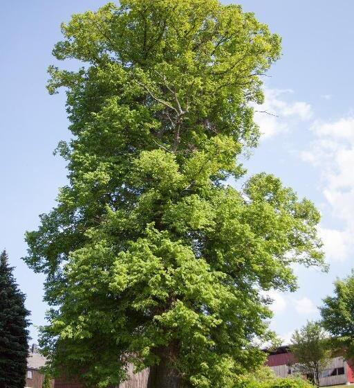 펜션 Windmühlenhof