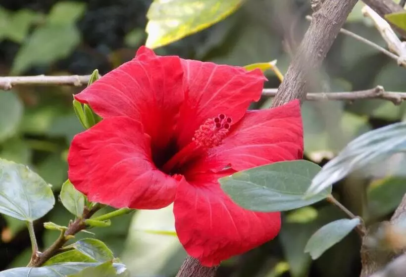 Majatalo Hostal Mi Campaña