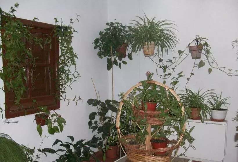 Pension Hostal Moraima