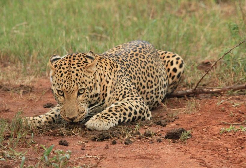 فندق Kuname River Lodge