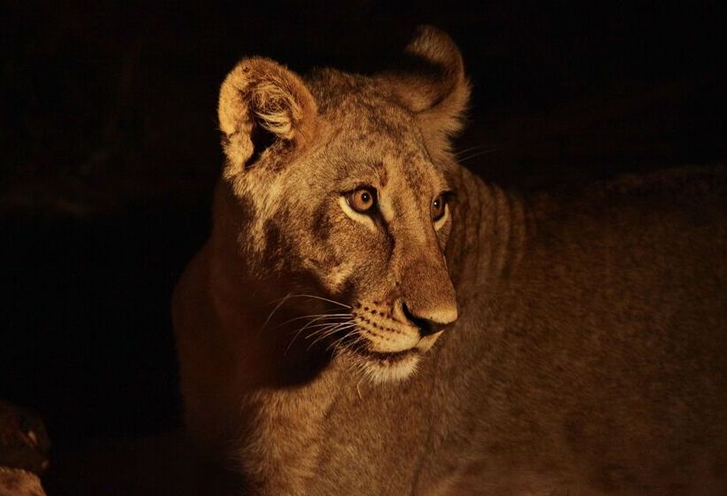 فندق Kuname River Lodge