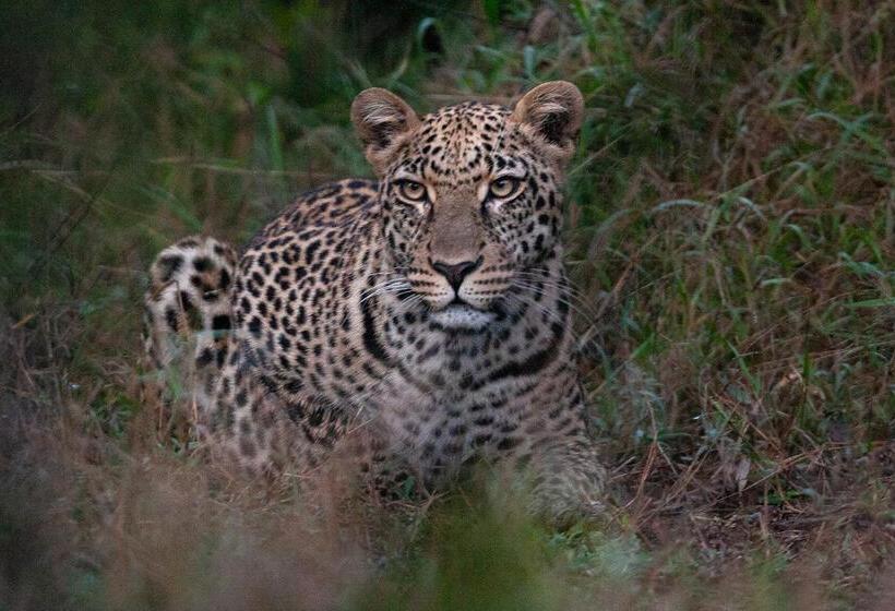 فندق Kuname River Lodge