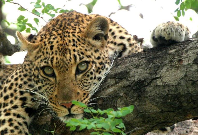 فندق Kuname River Lodge