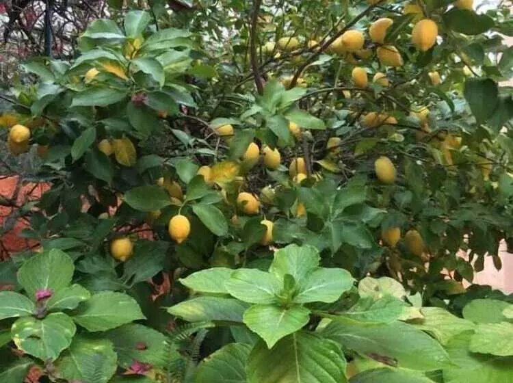 Canavial I & Ii Apartamentos