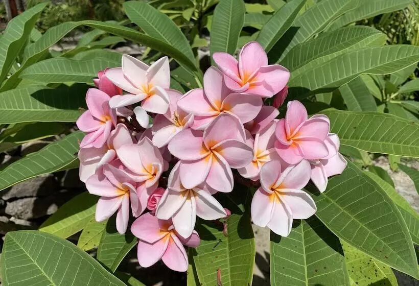 Hotell Maitai Bora Bora