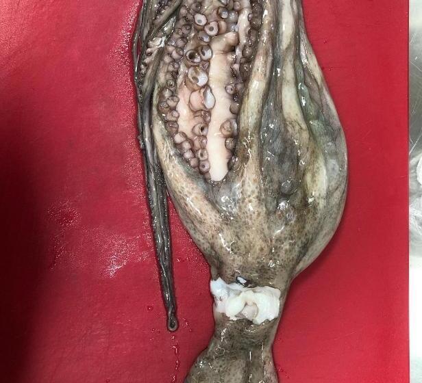 הוסטל Mammacristina