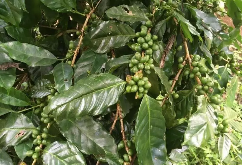 Casa Cora Bed And Breakfast