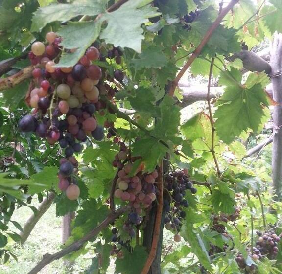 בית מלון כפרי Agriturismo Da Regina