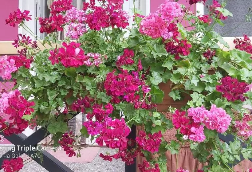 پانسیون Tsinandali Edem   Tsinandlis Edemi   цинандали эдем