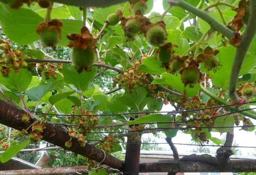 پانسیون Tsinandali Edem   Tsinandlis Edemi   цинандали эдем