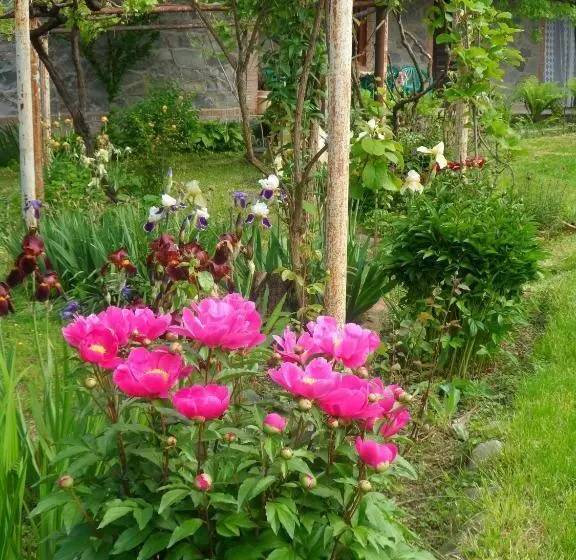 پانسیون Tsinandali Edem   Tsinandlis Edemi   цинандали эдем