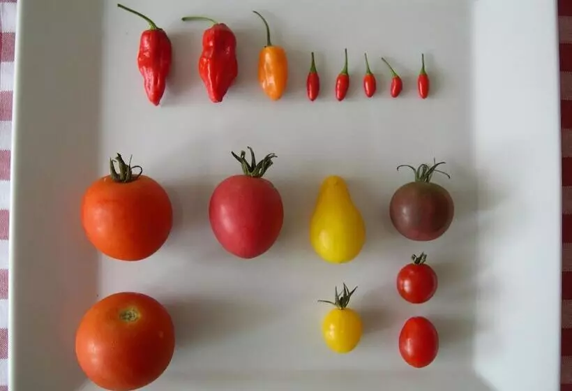 호텔 Locanda La Pieve