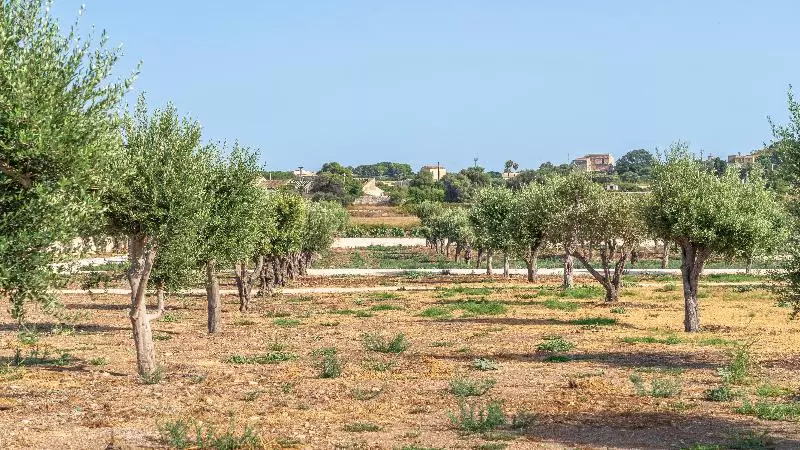 בית מלון כפרי Minareto