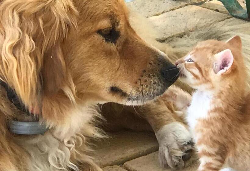 ホテル Villa Sevasti