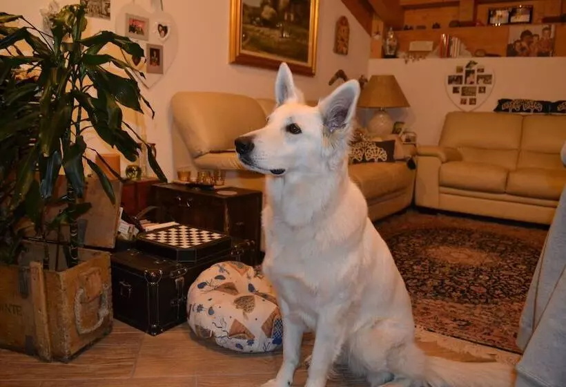 Отель Albergo Stelvio