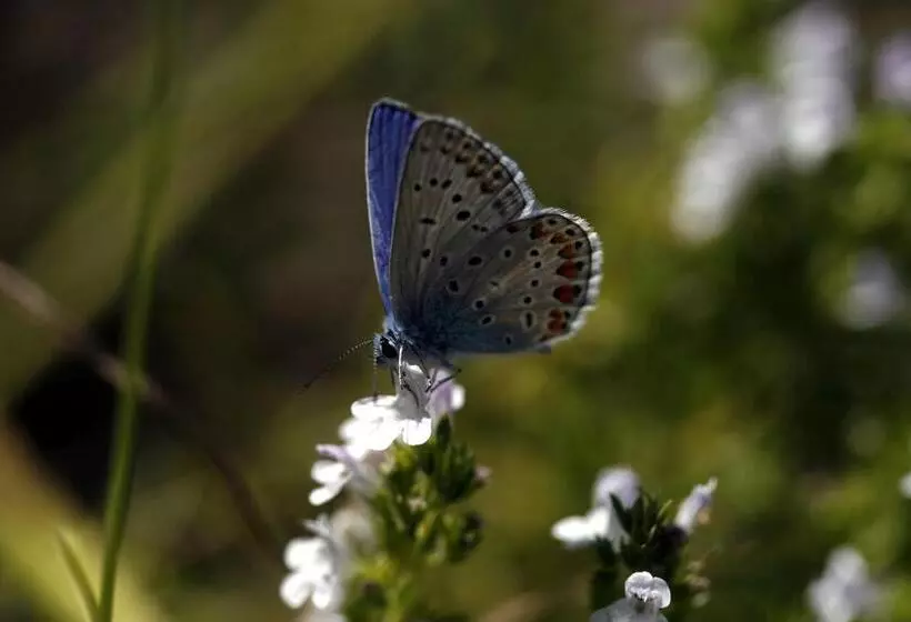 ホテル Sv. Mihovil