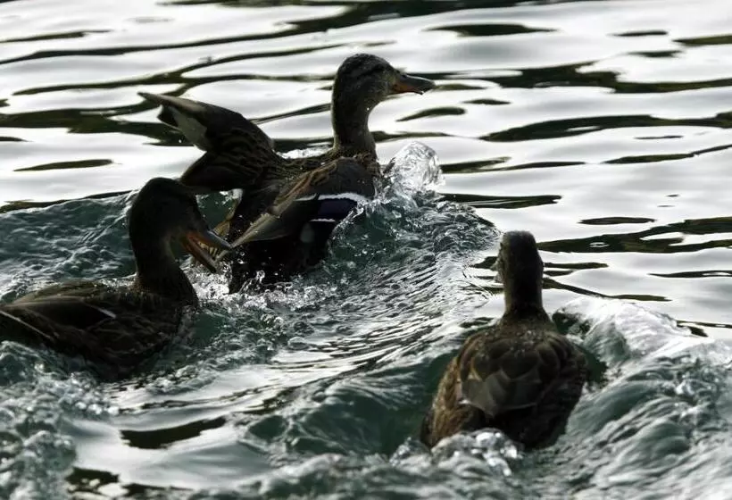 ホテル Sv. Mihovil